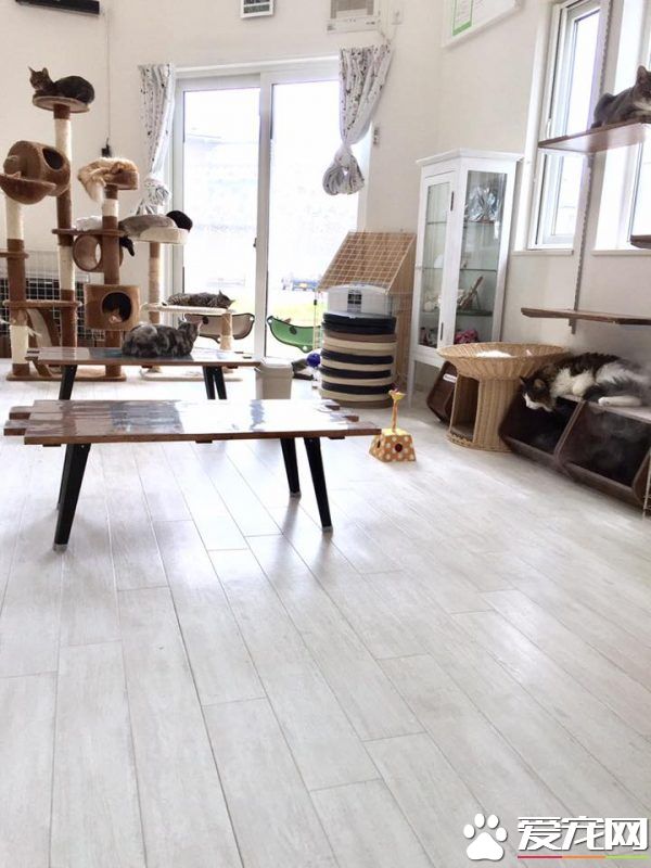 可爱的红色割稻机 拥有一群喵星人粉丝