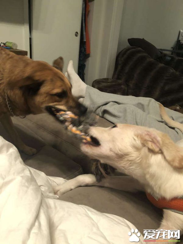 男子出差回家 女友准备的狗狗惊喜超感动