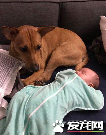 6个月的小主人学会吸狗 狗狗害羞不已又不敢动