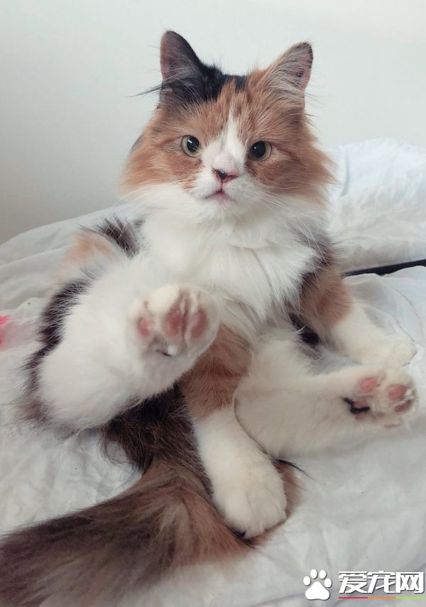 根本是命中注定 无鼻樑猫遇到一样长相的猫哥哥