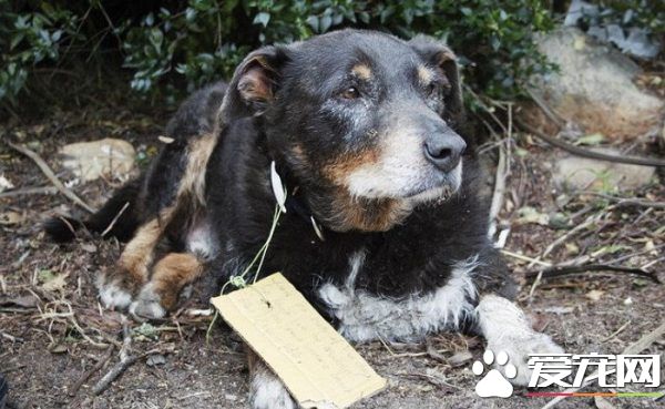 12岁牧羊犬突然走失 原来是救援佳话一则