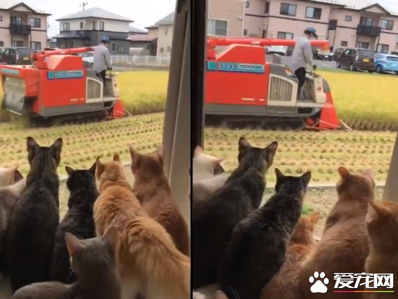 可爱的红色割稻机 拥有一群喵星人粉丝