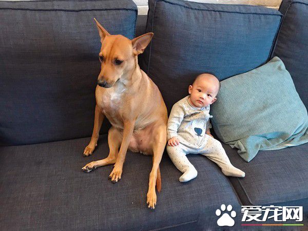 6个月的小主人学会吸狗 狗狗害羞不已又不敢动