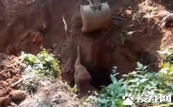 超感动！人类解救小象脱困 大象高举象鼻致意