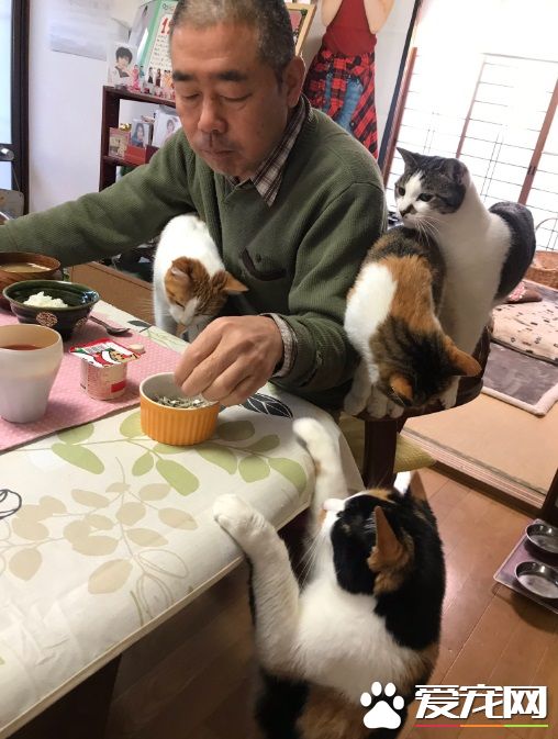 吃个饭压力好大!日本住持每天被爱猫包围