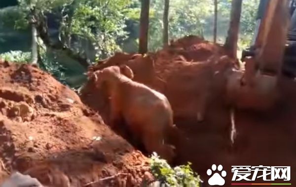 超感动！人类解救小象脱困 大象高举象鼻致意