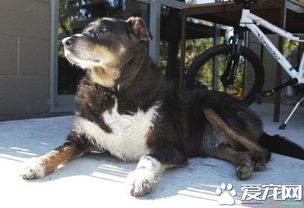 12岁牧羊犬突然走失 原来是救援佳话一则