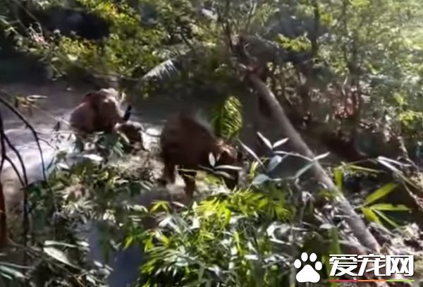 超感动！人类解救小象脱困 大象高举象鼻致意