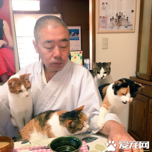 吃个饭压力好大!日本住持每天被爱猫包围