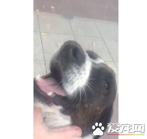 男子丢失爱犬寻找三年 路边重逢画面超感人