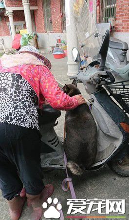 黑汪也要跟去买肉肉 阿嬷怎么哄就是不下车