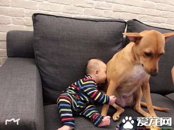 6个月的小主人学会吸狗 狗狗害羞不已又不敢动