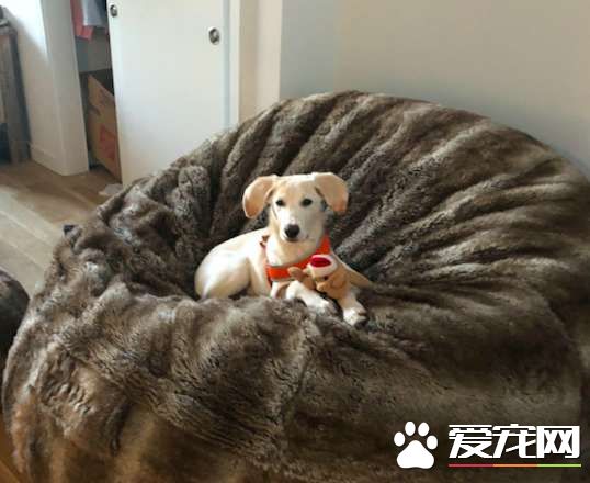 男子出差回家 女友准备的狗狗惊喜超感动