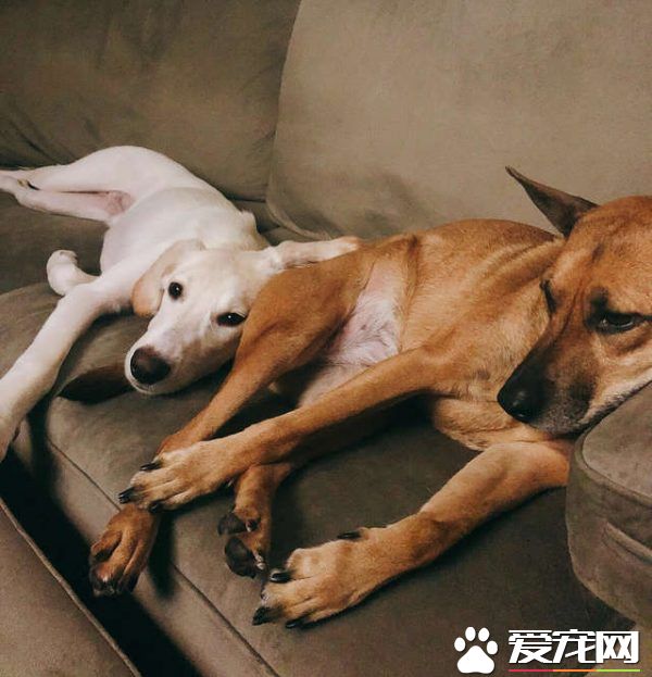 男子出差回家 女友准备的狗狗惊喜超感动