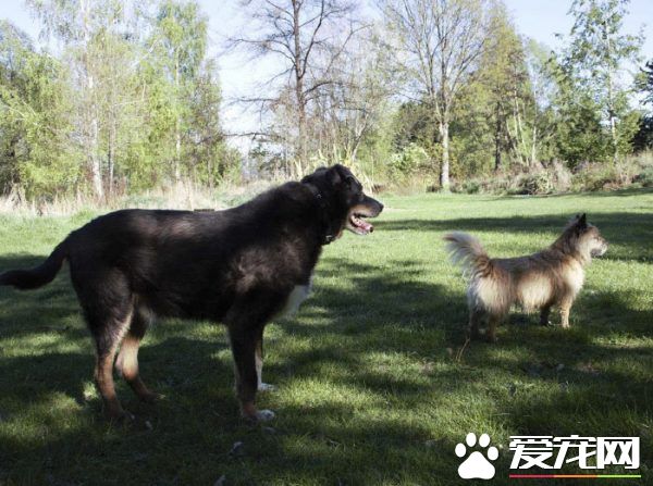 12岁牧羊犬突然走失 原来是救援佳话一则