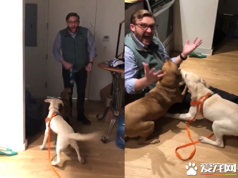 男子出差回家 女友准备的狗狗惊喜超感动