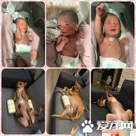 6个月的小主人学会吸狗 狗狗害羞不已又不敢动