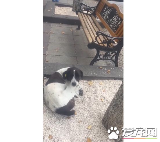 男子丢失爱犬寻找三年 路边重逢画面超感人