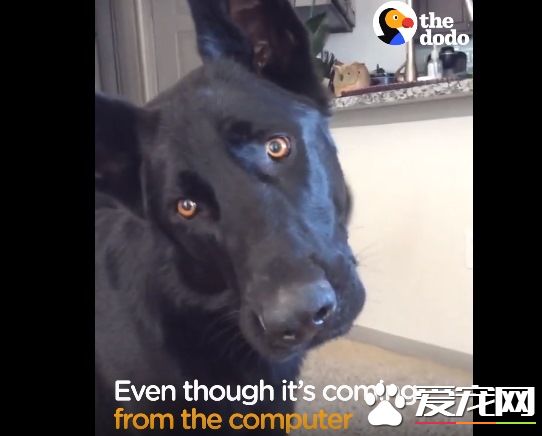 超贴心汪星人听见小孩哭声 就超紧张想要帮忙