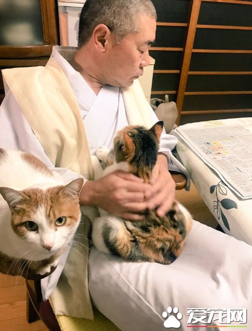 吃个饭压力好大!日本住持每天被爱猫包围