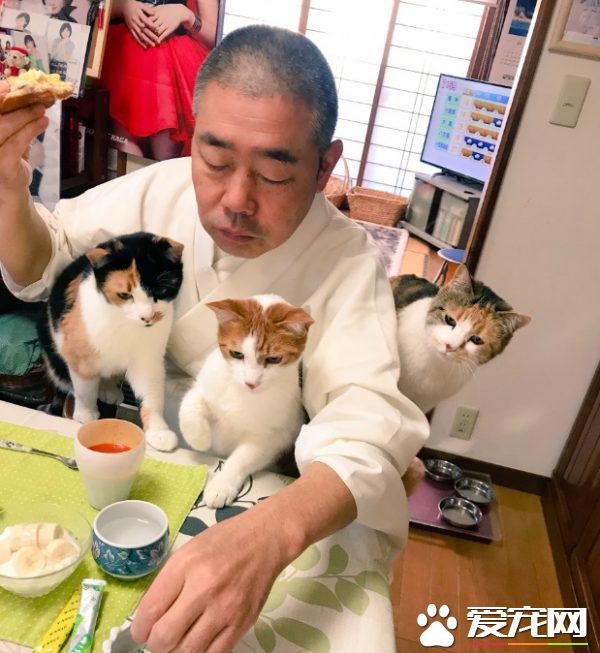 吃个饭压力好大!日本住持每天被爱猫包围