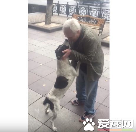 男子丢失爱犬寻找三年 路边重逢画面超感人