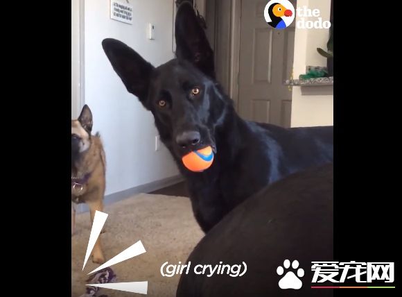 超贴心汪星人听见小孩哭声 就超紧张想要帮忙