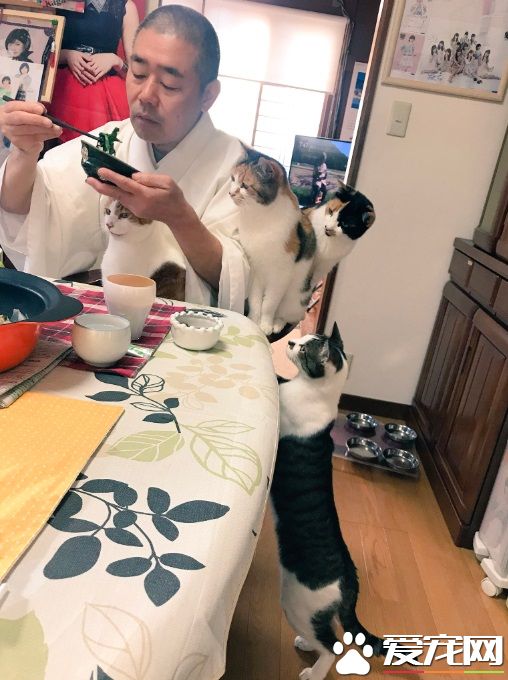 吃个饭压力好大!日本住持每天被爱猫包围