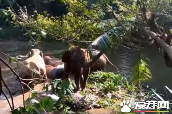 超感动！人类解救小象脱困 大象高举象鼻致意
