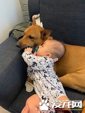 6个月的小主人学会吸狗 狗狗害羞不已又不敢动