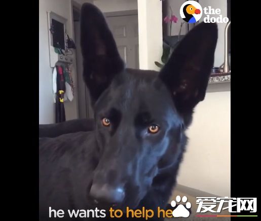 超贴心汪星人听见小孩哭声 就超紧张想要帮忙