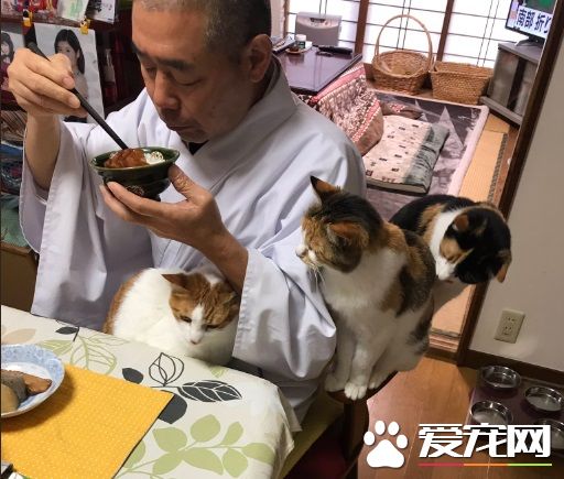吃个饭压力好大!日本住持每天被爱猫包围