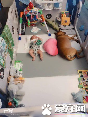 6个月的小主人学会吸狗 狗狗害羞不已又不敢动