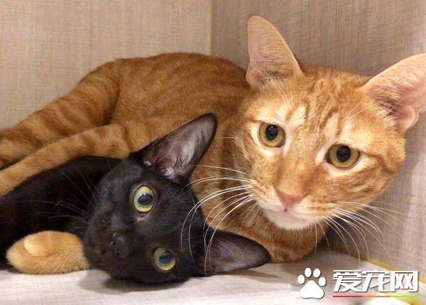 黑猫伸懒腰屁屁督到室友脸上 被督过脸表情超复杂