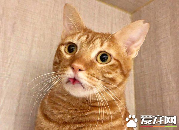 黑猫伸懒腰屁屁督到室友脸上 被督过脸表情超复杂