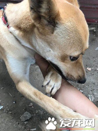 塞乃植物只要听到2个关键字 就会被唤醒讨摸摸