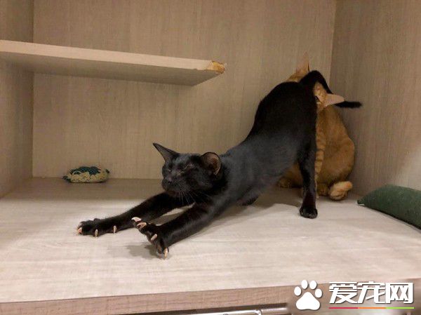 黑猫伸懒腰屁屁督到室友脸上 被督过脸表情超复杂
