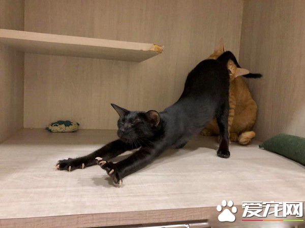 黑猫伸懒腰屁屁督到室友脸上 被督过脸表情超复杂