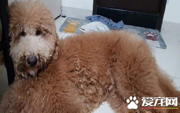 标准贵宾咬爆新沙发 妈妈崩溃养到败家子