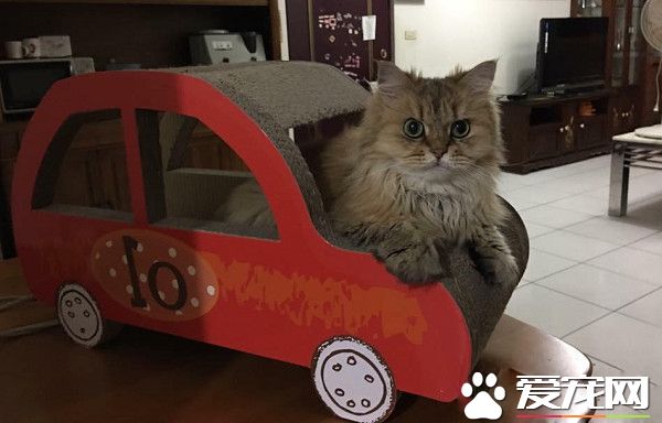 养了到招财猫咪 主人3年来财运飙升