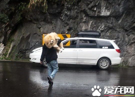 扛山猪上车 41公斤松狮犬被爸爸一肩扛起