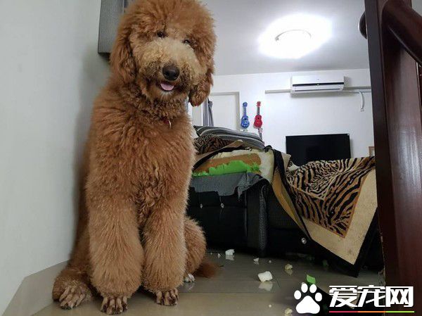 标准贵宾咬爆新沙发 妈妈崩溃养到败家子