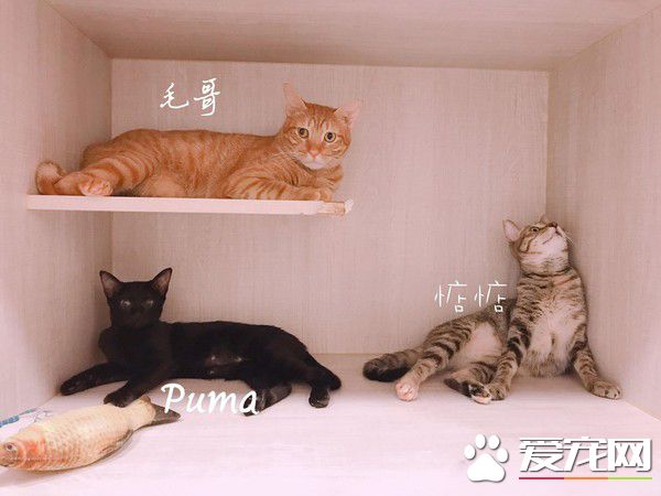 黑猫伸懒腰屁屁督到室友脸上 被督过脸表情超复杂