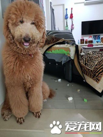 标准贵宾咬爆新沙发 妈妈崩溃养到败家子