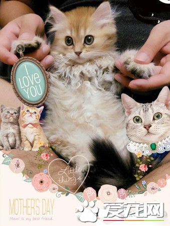 养了到招财猫咪 主人3年来财运飙升