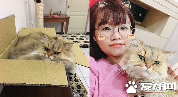 养了到招财猫咪 主人3年来财运飙升