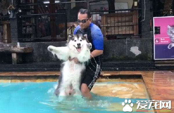 雪橇犬准备进行游泳特训 高举双手投降求饶