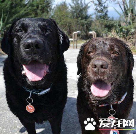 超矜持的汪星人 偷瞄妈咪的食物却假装不在意