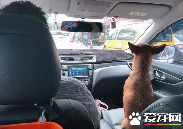 2岁米克斯是爸爸的女儿 完全就是地表上最强小三