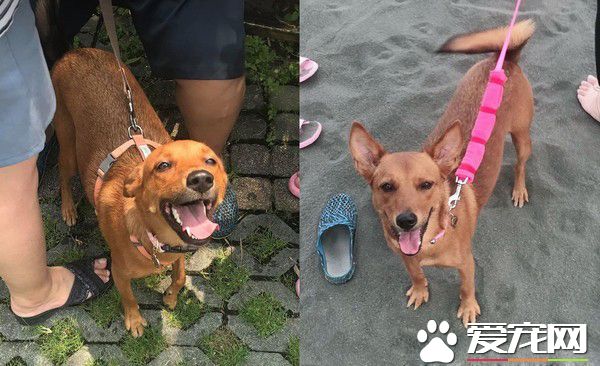 2岁米克斯是爸爸的女儿 完全就是地表上最强小三